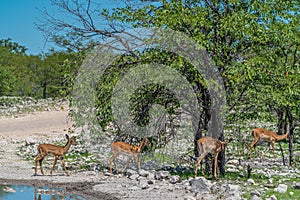 Jung black faced impala at the forest at the Etosha National Park