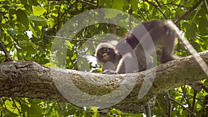 Jung dusky leaf monkey, langur in forest playing with an other, Railay, Krabi, Thailand