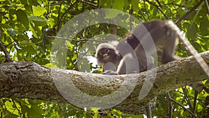 Jung Dusky Leaf Monkey, Langur in Forest Playing with an Other, Railay, Krabi, Thailand