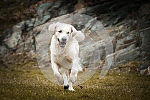Jung female of labrador retriever is running with ball to us.