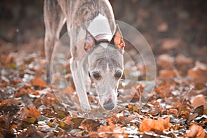 Jung female of whippet is running to us.