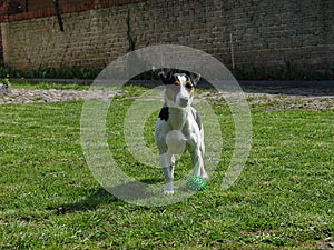 A jung jack russel