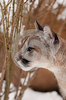 Jung Mountain Lion