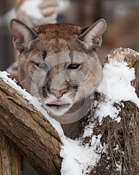 Jung Mountain Lion