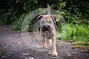 Jung puppy is running in grass.