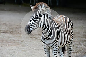 Jung striped Zebra in the zoo