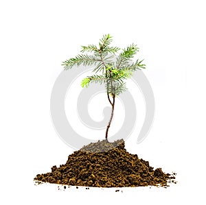 Jung Tree in soil photo