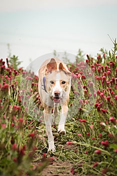 Jung white dog is running in tall shamrock.