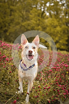 Jung white dog is standing in tall shamrock.