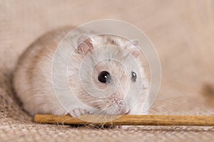 Jungar dwarf hamster eating seeds from the stalk of oats