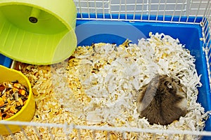 Jungar hamster in a cage.pet hamster care.