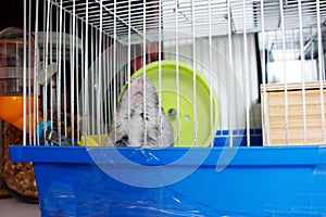 Jungar hamster in a cage.pet hamster care.