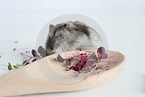 Jungar hamster on a white table with fresh microgreens in a wooden spoon