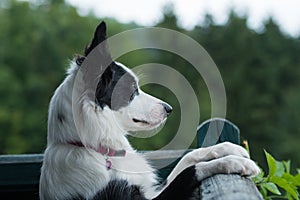 Young border collie dog looks out over a balcony