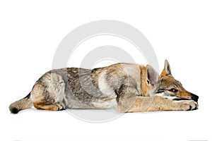 Czechoslovak wolfdog puppy
