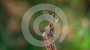 A dragonfly on a branch.