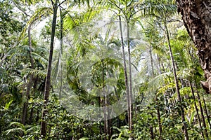 Australian Jungle photo