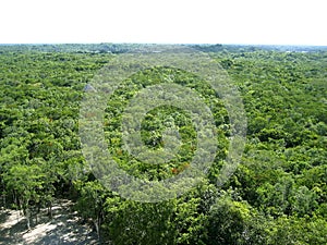 Jungle aerial view in central america Mexico