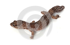 Jungle African Fat-tailed Gecko