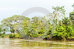 Jungle along river Napo photo