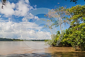 Jungle along river Napo photo