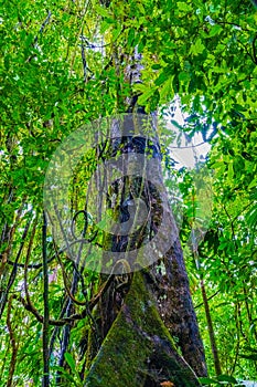 Jungle in the Arenal region of Costa Rica, La Fortuna, Costa Rica. Central America
