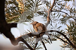 Jungle babbler