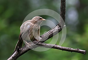 Jungle babbler