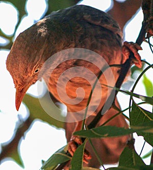 Jungle babbler