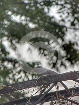 Jungle Babbler