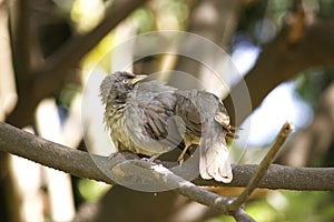 Jungle babbler