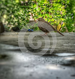 Jungle babbler [Argya striata] bird