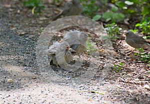 Jungle babbler Argya striata birds on the ground