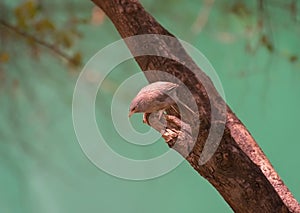 Jungle babbler Argya striata perching on the tree stem