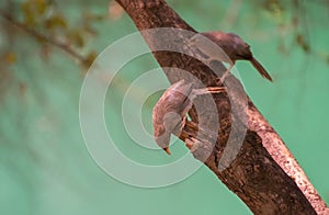 Jungle babbler Argya striata perching on the tree stem