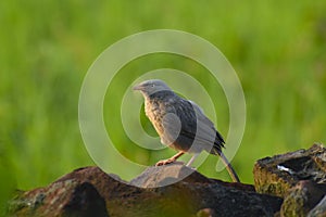 Jungle babbler closeup photography, selective subjects birds photography