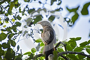 Jungle babbler closeup photography, selective subjects birds photography