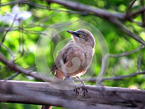 Jungle Babbler
