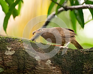 Jungle babbler feeding on larva while perched on a branch