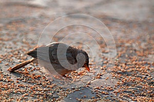 Jungle Babbler feeds on grain placers