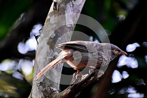 Jungle babbler in malayalam poothamkeeri