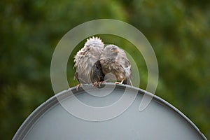 Jungle babbler Turdoides striata common bird in india