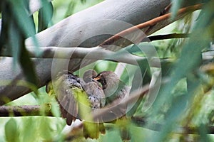 Jungle babbler Turdoides striata common bird in india