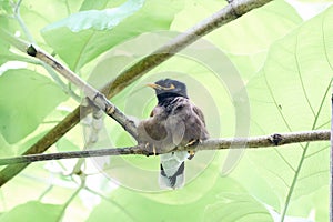 Jungle babbler Turdoides striata common bird in india