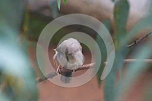 Jungle babbler Turdoides striata common bird in india