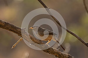 Jungle babbler or Turdoides striata, Sinhagadh Vally, Pune