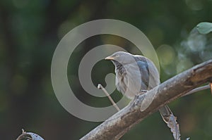 Jungle babbler Turdoides striatus on a branch.