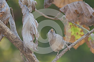 Jungle babbler Turdoides striatus on a branch.