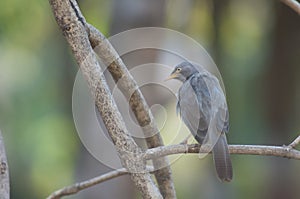 Jungle babbler Turdoides striatus on a branch.