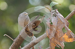 Jungle babbler Turdoides striatus on a branch.